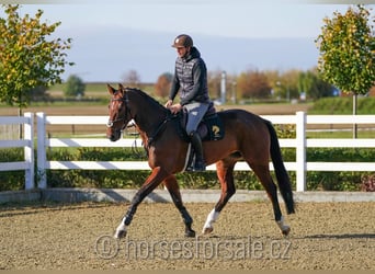 Czech Warmblood, Mare, 6 years, 16,2 hh, Brown