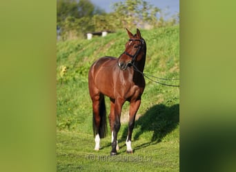 Czech Warmblood, Mare, 6 years, 16,2 hh, Brown