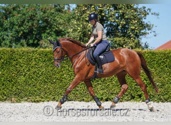 Czech Warmblood, Mare, 6 years, 16.2 hh, Chestnut-Red