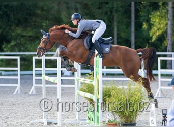 Czech Warmblood, Mare, 6 years, 16.2 hh, Chestnut-Red