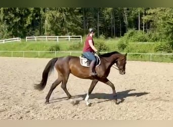 Czech Warmblood, Mare, 6 years, 16.3 hh, Bay-Dark