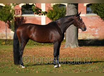 Czech Warmblood, Mare, 6 years, 16.3 hh, Bay-Dark