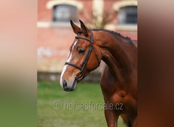 Czech Warmblood, Mare, 6 years, 16.3 hh, Brown