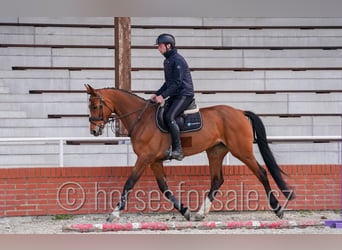 Czech Warmblood, Mare, 6 years, 16.3 hh, Brown