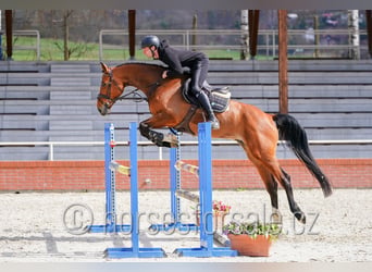 Czech Warmblood, Mare, 6 years, 16.3 hh, Brown