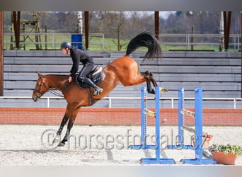 Czech Warmblood, Mare, 6 years, 16.3 hh, Brown