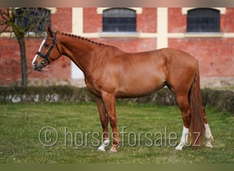 Czech Warmblood, Mare, 6 years, 16 hh, Chestnut-Red