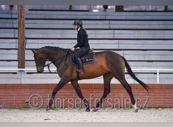 Czech Warmblood, Mare, 6 years, 16,3 hh, Bay-Dark