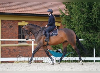 Czech Warmblood, Mare, 6 years, 16,3 hh, Bay-Dark