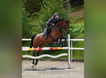 Tschechisches Warmblut, Stute, 6 Jahre, 17,1 hh, Brauner