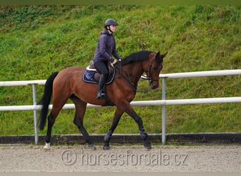 Tschechisches Warmblut, Stute, 6 Jahre, 17,1 hh, Brauner