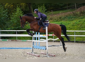 Tschechisches Warmblut, Stute, 6 Jahre, 17,1 hh, Brauner