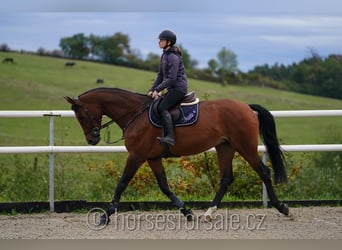 Tschechisches Warmblut, Stute, 6 Jahre, 17,1 hh, Brauner