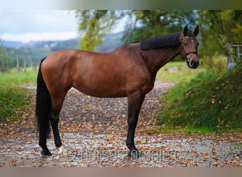 Tschechisches Warmblut, Stute, 6 Jahre, 17,1 hh, Brauner