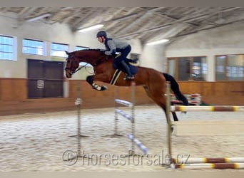 Czech Warmblood, Mare, 6 years, 17 hh, Brown