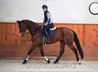 Czech Warmblood, Mare, 6 years, 17 hh, Brown