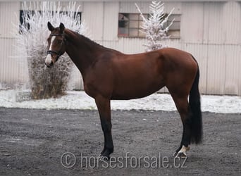 Czech Warmblood, Mare, 6 years, 17 hh, Brown