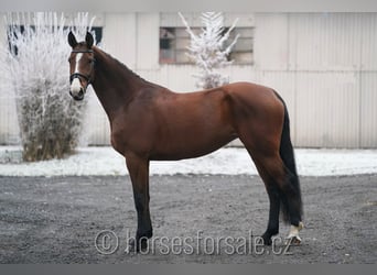 Czech Warmblood, Mare, 6 years, 17 hh, Brown