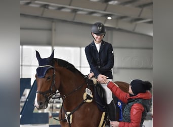 Czech Warmblood, Mare, 6 years, 17 hh, Brown