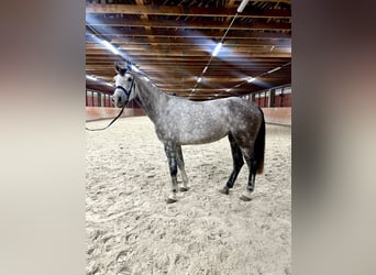 Czech Warmblood, Mare, 6 years, 17 hh, Gray