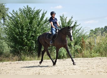 Czech Warmblood, Mare, 7 years, 16.1 hh, Black