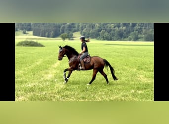 Czech Warmblood, Mare, 7 years, 16.1 hh, Brown