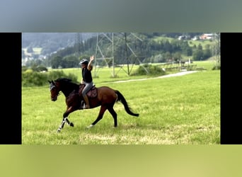 Czech Warmblood, Mare, 7 years, 16.1 hh, Brown