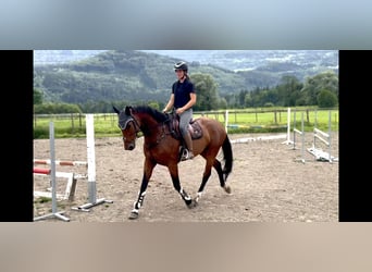 Czech Warmblood, Mare, 7 years, 16.1 hh, Brown