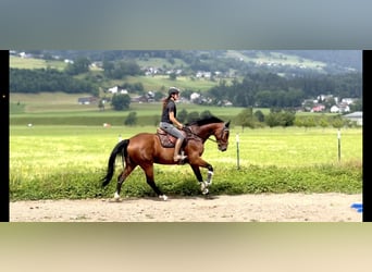 Czech Warmblood, Mare, 7 years, 16.1 hh, Brown