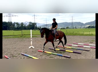 Czech Warmblood, Mare, 7 years, 16.1 hh, Brown