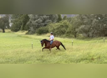 Czech Warmblood, Mare, 7 years, 16.1 hh, Brown