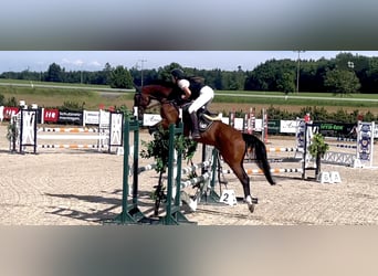 Czech Warmblood, Mare, 7 years, 16.1 hh, Brown