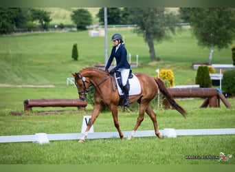 Czech Warmblood, Mare, 7 years, 16.1 hh, Chestnut-Red