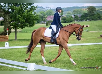 Czech Warmblood, Mare, 7 years, 16.1 hh, Chestnut-Red