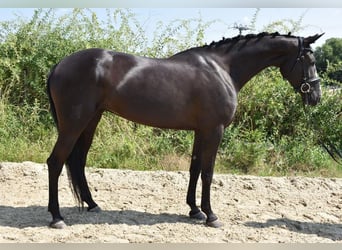 Tschechisches Warmblut, Stute, 7 Jahre, 16,2 hh, Rappe