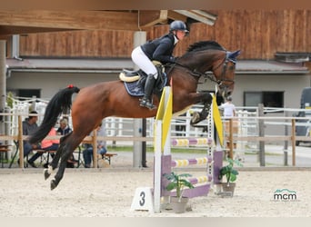 Czech Warmblood, Mare, 7 years, 16,2 hh, Brown