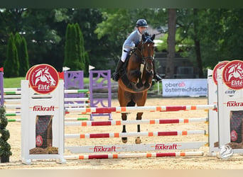 Tschechisches Warmblut, Stute, 7 Jahre, 16,2 hh, Brauner