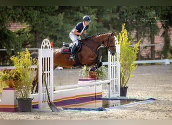 Czech Warmblood, Mare, 7 years, 16.2 hh, Brown