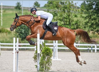 Czech Warmblood, Mare, 7 years, 17 hh, Chestnut-Red