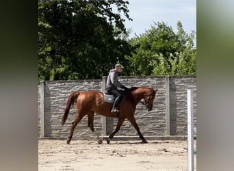 Czech Warmblood, Mare, 7 years, 17 hh, Chestnut-Red