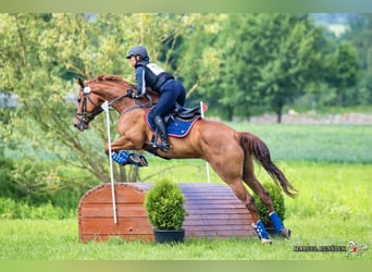 Czech Warmblood, Mare, 8 years, 16,1 hh, Chestnut-Red