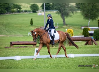 Czech Warmblood, Mare, 8 years, 16,1 hh, Chestnut-Red