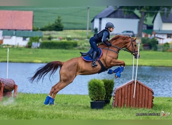 Czech Warmblood, Mare, 8 years, 16,1 hh, Chestnut-Red