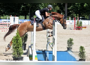 Czech Warmblood, Mare, 8 years, 16,1 hh, Chestnut-Red