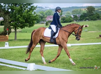 Czech Warmblood, Mare, 8 years, 16,1 hh, Chestnut-Red