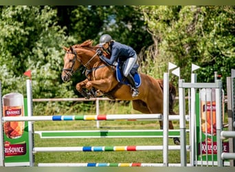 Czech Warmblood, Mare, 8 years, 16,1 hh, Chestnut-Red