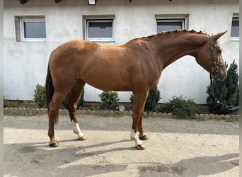 Czech Warmblood, Mare, 8 years, 16,1 hh, Chestnut-Red