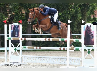 Czech Warmblood, Mare, 8 years, 16,1 hh, Chestnut-Red