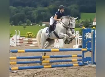 Czech Warmblood, Mare, 8 years, 16,1 hh, Gray-Fleabitten