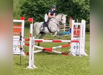 Czech Warmblood, Mare, 8 years, 16,1 hh, Gray-Fleabitten